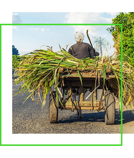 A man is driving a cart full of grass. | Bentley Systems | Infrastructure Engineering Software Company A man is driving a cart full of grass.